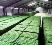 Organic Alfalfa Hay,  Alfalfa Hay Pellets , Dried Alfalfa Hay