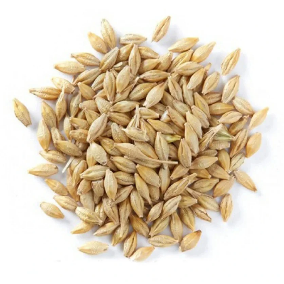 Hulled Barley Wholesale Good Quality Animal Feed Barley Seeds at Factory Price