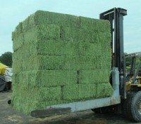 Alfalfa Pellet for Feed, Alfalfa Hey, Hey Pellets