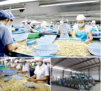 Cashew Kernels, Cashew Nuts W320, W240, Cashew Nuts W210, W 320, W240