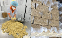 Cashew Nuts, Roasted Cashews, Raw Cashews, Cashew Kernels
