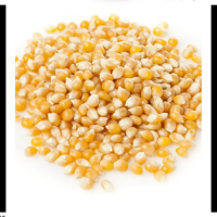 High Quality Yellow Maize Corn for Animal Feed Supplier | Human Consumption. Yellow Corn and White Corn
